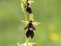 Vue rappochée d'une orchidée sauvage dont la fleur évoque la silhouette d'une mouche