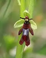 Ophrys mouche.