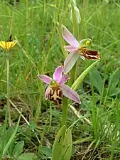 Ophrys apifera subsp.  jurana.