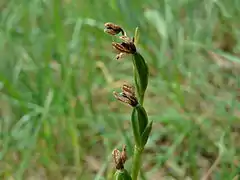 Fleurs fanées