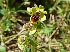 Ophrys petite araignée