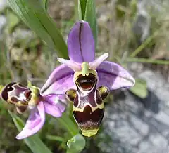 Fleur: Ophrys scolopax