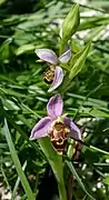 Ophrys bécasse (Ophrys scolopax)