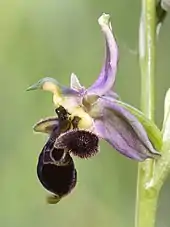 Ophrys scolopax  (Ariège, France)