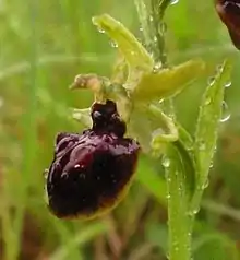 Ophrys araignée (ophrys sphegodes).