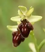 Ophrys araignée.