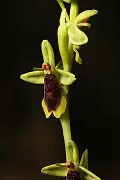 Description de l'image Ophrys subinsectifera.jpg.