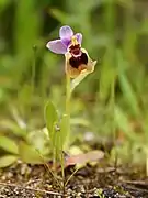 Ophrys tenthredinifera.