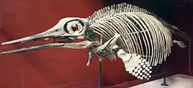 L'anneau sclérotique de l'ichthyosaure Ophthalmosaurus, qui est l'un des plus grands du règne animal