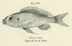 Description de l'image Ophthalmotilapia boops.jpg.