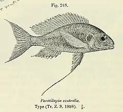 Description de l'image Ophthalmotilapia ventralis.jpg.