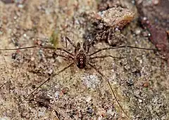 Description de l'image Opiliones, Dyspnoi, F. Sabaconidae, Sabicon cavicolens (2278894684).jpg.