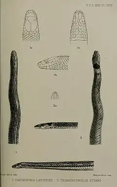 Description de l'image Opisthotropis latouchii Plagiopholis styani.jpg.