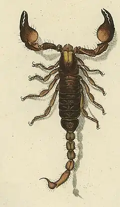 Description de l'image Opistophthalmus capensis 1800.jpg.