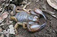 Un scorpion endémique Opistophthalmus lawrencei.