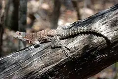 Oplurus Cuvieri Kirindy Madagascar.