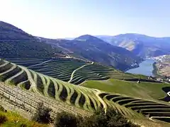 Vignes en terrasse produisant le porto.