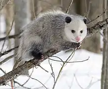 Opossum (Didelphis virginiana, Didelphimorphia)