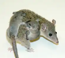 Animal ressemblant à une grosse souris grise avec, agrippés sur le dos et le flan, deux petits déjà bien développés.
