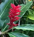 Alpinia purpurata (opuhi).