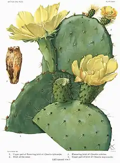 Description de l'image Opuntia20 filtered.jpg.