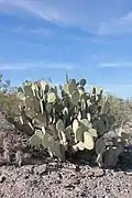 Opuntia.