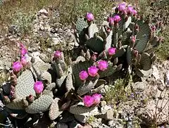 Cactus queue de Castor(Opuntia basilaris).