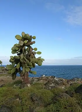 Un cactus (Opuntia echios var. barringtonensis) et des mouettes à queue fourchue (Creagrus furcatus) sur l'île Santa Fé.