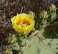 Opuntia engelmannii.