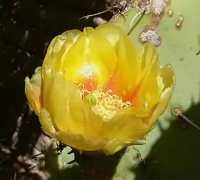 Description de l'image Opuntia engelmannii flower.jpg.