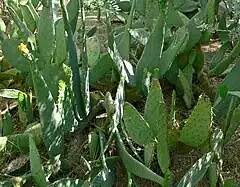 Description de l'image Opuntia engelmannii var linguiformis 1.jpg.