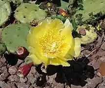 Opuntia humifusa var. humifusa