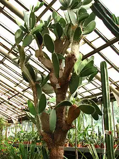 Opuntia leucotricha, spécimen âgé de plus de quatre-vingts ans