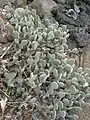 Opuntia microdasys, muni de glochides très irritants, au Parc Exotica à La Réunion