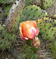 Description de l'image Opuntia phaeacantha 1.jpg.