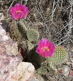 Description de l'image Opuntia polyacantha 6.jpg.