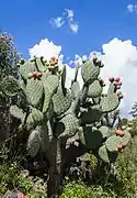 Opuntia ficus-indica