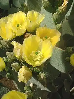 Description de l'image Opuntia rufida01.jpg.