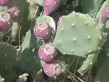 Photo des raquettes montrant les fruits pourpres caractéristiques.