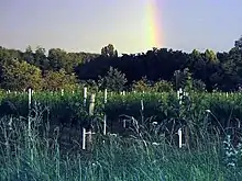 Un soir d'orage sur les vignes du Fronsadais