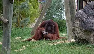 Un orang-outan de Bornéo.