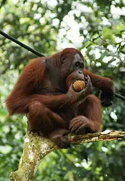 Orang-outan mangeant une noix de coco.