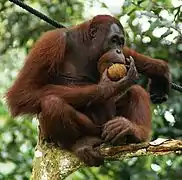 Orang-outan de Bornéo ou Pongo pygmaeus