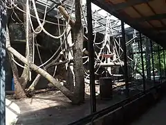 Vue rapprochée de la loge extérieure des orangs-outans.