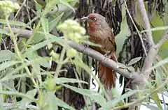 Description de l'image Orange-eyed Thornbird. 01.jpg.