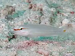 Description de l'image Orange-striped goby (Amblygobius decussatus) (46386884174).jpg.