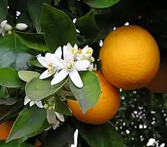 Fleurs d'oranger et oranges.