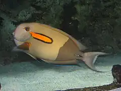 Description de l'image OrangeSpot Surgeonfish 2.jpg.