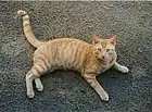Un chat de gouttière « mackerel tabby »