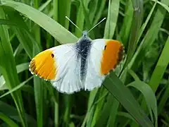 papillon Aurore(Anthocharis cardamines)